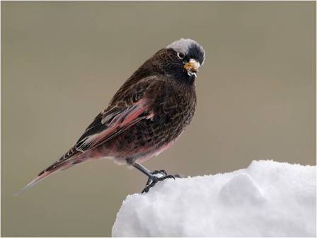 Black Rosy-Finch by Jacob S. Spendelow