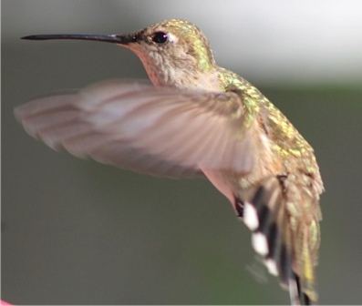 A female Black-Chinned Hummingbird.