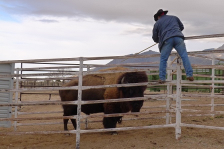 Getting a one-ton buffalo into a livestock trailer is no mean feat. Check out the video below.