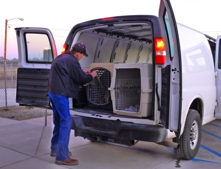 Valencia County shelter director Erik Tanner helps load a van with 15 adult dogs headed to Durango. Since the county requires requisitions for all purchases, he pays for gas out of pocket and fills extra containers for the journey.