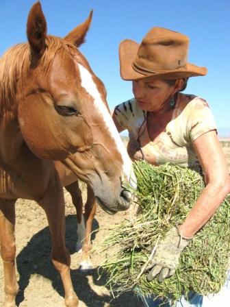 Karen Brandi feeds one of the 17 horses that showed up at her remote property or were rescued from cruelty. With her ex-husband Andy, she looks after scores of animals found wandering the Galisteo Basin range.