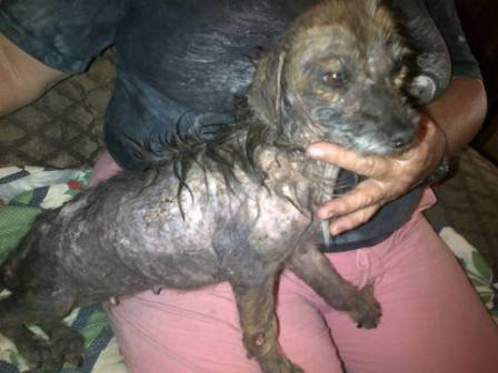 Andi was in terrible shape when she was brought to Helping Hands for Hounds in Honduras.