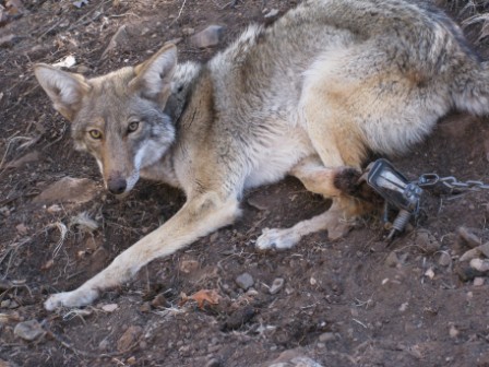 coyote in trap