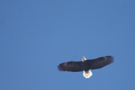 eagle overhead