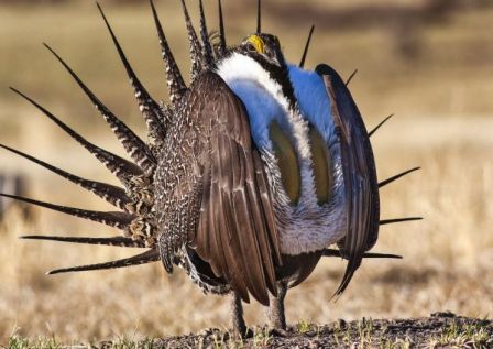 The Greater Sage Grouse, whose habitat spans 11 states.